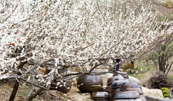 Spring Special: Gwangyang Plum Blossom (Maehwa) Festival & Jeonju Hanok Village 1 Day Tour - from Seoul (Mar 10~21)